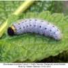 musch tessellum larva5a